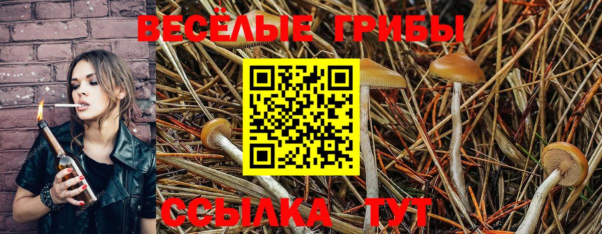 Галлюциногенные грибы Psilocybe Ефремов